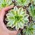 ECHEVERIA MIRA VARIEGATA, image , 2 image