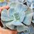 ECHEVERIA POLLUX MARMER, image 