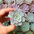 ECHEVERIA HERA, image _ab__is.image_number.default