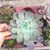 ECHEVERIA HERA, image _ab__is.image_number.default