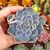 ECHEVERIA ORION, image _ab__is.image_number.default