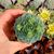 ECHEVERIA DERENBERGII, image _ab__is.image_number.default