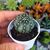 ECHINOCEREUS PULCHELLUS, image _ab__is.image_number.default