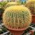 ECHINOCEREUS GRUSONII, image _ab__is.image_number.default