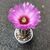 ECHINOCEREUS FITCHII, image , 2 image