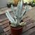 EUPHORBIA LACTEA WHITE GHOST, image , 2 image