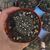 GYMNOCALYCIUM BODENBENDERIANUM, image _ab__is.image_number.default