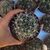 GYMNOCALYCIUM CARDENASIANUM, image _ab__is.image_number.default