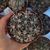 GYMNOCALYCIUM MOSTII SUBS. VALNICEKIANUM, image _ab__is.image_number.default