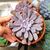 GRAPTOVERIA TOPSY DEBBIE, image 