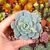 GRAPTOVERIA OPALINA, image _ab__is.image_number.default