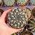 GYMNOCALYCIUM MARSONERI, image , 2 image