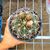 GYMNOCALYCIUM SAGLIONIS, image _ab__is.image_number.default