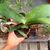 HAEMANTHUS COCCINEUS, image 