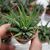 HAWORTHIA FASCIATA, image _ab__is.image_number.default