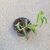 HOYA CHLORANTHA, image _ab__is.image_number.default