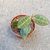 HOYA ELLIPTICA, image _ab__is.image_number.default