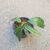 HOYA ONYCHOIDES, image _ab__is.image_number.default