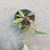 HOYA WALLINIANA, image _ab__is.image_number.default