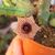 HUERNIA REPENS, image , 2 image