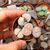 LITHOPS KARASMONTANA, image _ab__is.image_number.default