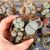 LITHOPS SALICOLA, image , 2 image