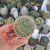 MAMMILLARIA ZEILMANNIANA, image _ab__is.image_number.default