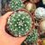 MAMMILLARIA CENTRICIRRHA, image _ab__is.image_number.default