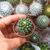 MAMMILLARIA VAGASPINA HELEN, image _ab__is.image_number.default