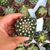 NOTOCACTUS UEBELMANNIANUS, image _ab__is.image_number.default