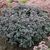 SEDUM SUPERSTAR, image _ab__is.image_number.default