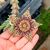 STAPELIA VARIEGATA, image _ab__is.image_number.default