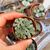 TITANOPSIS CALCAREA, image , 3 image