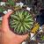 AGAVE FILIFERA F. COMPACTA MARGINATA, image 