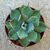 AGAVE POTATORUM CV. KICHIJOKAN LIME GREEN, image _ab__is.image_number.default