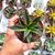 AGAVE SUN GLOW VARIEGATA, image , 3 image