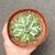 AGAVE PATONII, image _ab__is.image_number.default