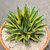 AGAVE VICTORIAE-REGINAE F. MARGINATA AUREA, image 