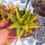 ALOE MITRIFORMIS VARIEGATA, image , 2 image