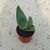 ALOE STRIATA, image _ab__is.image_number.default