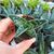 ALOE VARIEGATA, image _ab__is.image_number.default