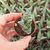 ALOE VARIEGATA, image _ab__is.image_number.default