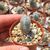 ASTROPHYTUM MYRIOSTIGMA CV. HUBOKI, image , 2 image