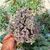 CALLISIA REPENS PINK LADY, image , 2 image