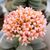 CRASSULA MORGAN'S BEAUTY, image _ab__is.image_number.default