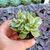 CRASSULA CULTRATA VARIEGATA, image _ab__is.image_number.default