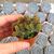 CRASSULA LYCOPODIOIDES MONSTROSA, image _ab__is.image_number.default