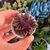 CRASSULA PICTURATA, image _ab__is.image_number.default