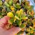 CRASSULA PORTULACEA TRICOLOR, image , 2 image