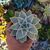 ECHEVERIA MADIBA, image , 2 image